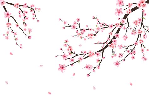 Sakura on white background. Watercolor cherry bud. Cherry blossom ...