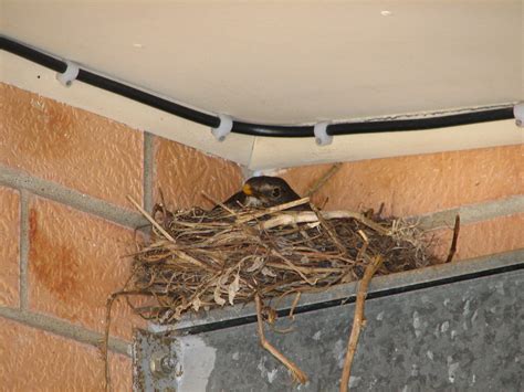 Common Blackbird sitting in nest - Trevor's Birding