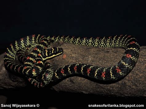 Snakes of Sri Lanka: Ornate Flying Snake/මල්සරා (Chrysopelea ornata ...