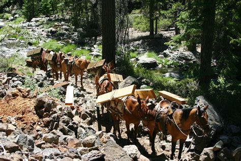 USFS Region 5 Packers | String of mules carrying boards stan… | Flickr