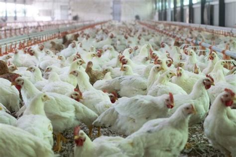 Maximizing Efficiency: How to Optimize Chicken Farm Operations