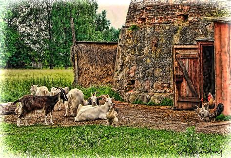 Barn And Farm Animals Photograph by Alexandra's Paintings