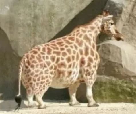 Short Giraffe | Fandom