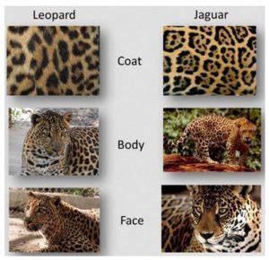 The top 5 differences between jaguars and leopards - The Wildcat Sanctuary