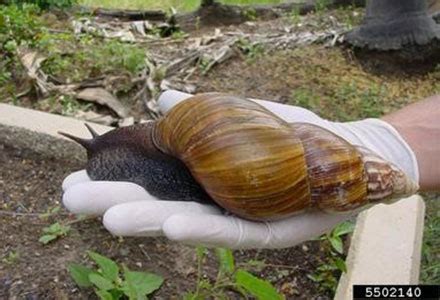 Giant Snail Pet