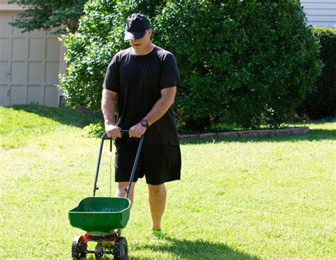 Best Fertilizer for St. Augustine Grass in Fall [Simple Lawn Care Technique] | Pepper's Home ...