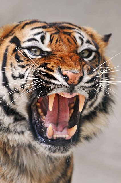 Angry tigress | Flickr - Photo Sharing!