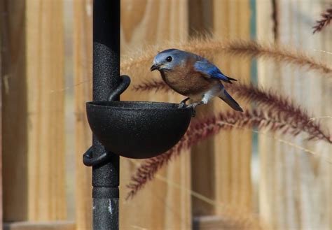 Bluebird at feeder - FeederWatch