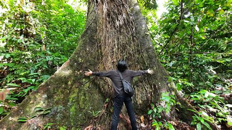 Borneo Rainforest Fun Fact and Sad Fact - BorneoScape