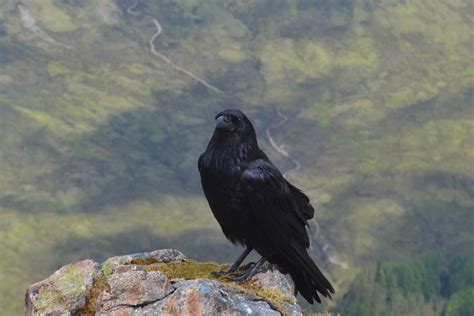 Scottish Wildlife Photography - Susan Craig