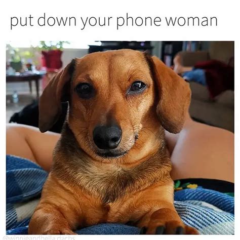 15 Funny Dachshund Memes That Will Make You Laugh! - The Paws