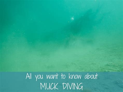 All you want to know about muck diving - More Fun Diving