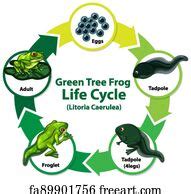 Free art print of Diagram showing life cycle of Frog. Diagram showing ...