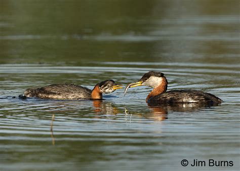 Red-necked Grebe female feeding juvenile