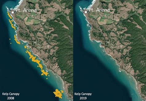 Abrupt Collapse of Northern California Kelp Forests Will Be Hard to Reverse