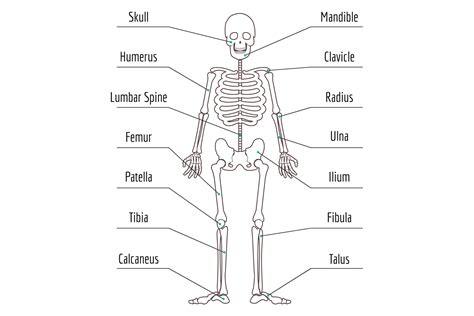 Human Bone Structure. Skeleton Anatomy M Graphic by vectortatu · Creative Fabrica