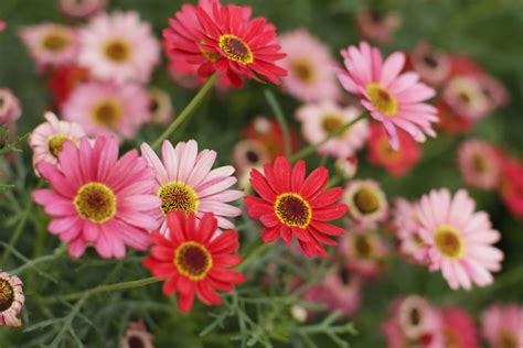 Gerbera Daisy Care: How To Help Your Blooms Thrive | Southern Living