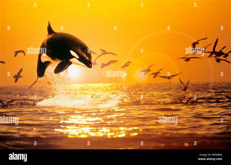 sunset jumping Killer whale / Orcinus orca Stock Photo - Alamy