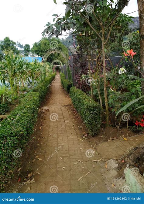 Kebun Begonia Lembang, Bandung Stock Photo - Image of forest, backyard ...