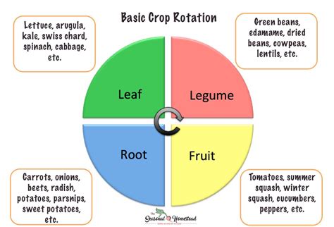 Crop Rotation Ideas for an Organic Vegetable Garden - The Seasonal Homestead | Crop rotation ...