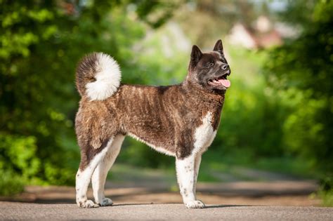 The Best 15 American Akita Welpen Zu Verschenken - stonecolorbox