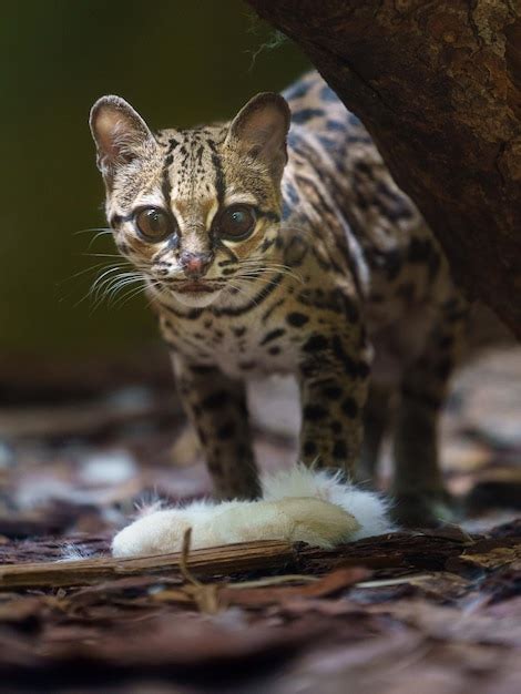 Premium Photo | Margay