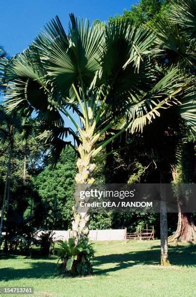 Talipot Palm Photos and Premium High Res Pictures - Getty Images