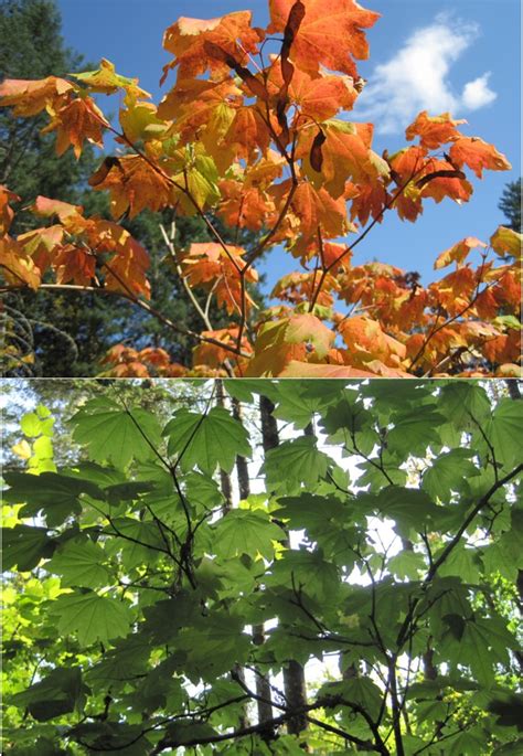 Shrubs for wildlife – Vine maple « TreeTopics