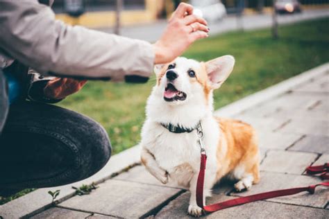 21,700+ Corgi Puppies Stock Photos, Pictures & Royalty-Free Images - iStock