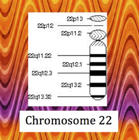 Chromosome22 - Genetics Generation