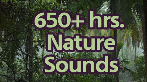 Jungle Sound Download - Videohive , After Effects,Pro Video Motion