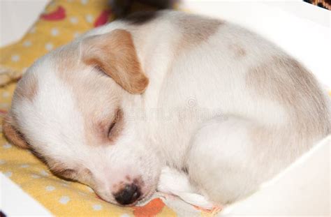 A Small Newborn Puppy is Sleeping Stock Image - Image of pets, mongrel ...