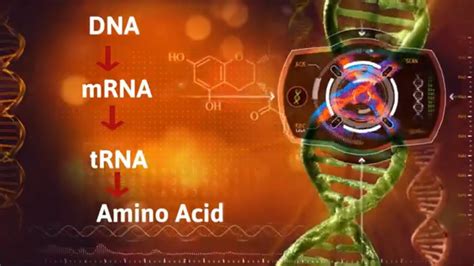 Coding from Transcription to Translation |DNA to mRNA to tRNA| - Yo...