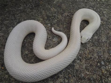 10 Stunning Western Hognose Snake Morphs