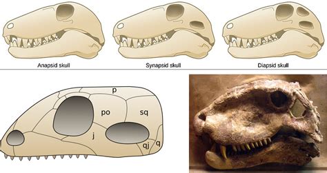 Episode 47 – Early Synapsids (“Proto-Mammals”) – COMMON DESCENT