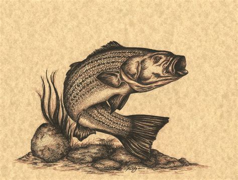 Striped Bass Drawing by Kathleen Kelly Thompson