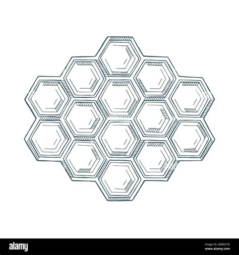 Honeycomb cells. Honeycomb hand drawn vector illustration. Honeycomb logo and design element ...