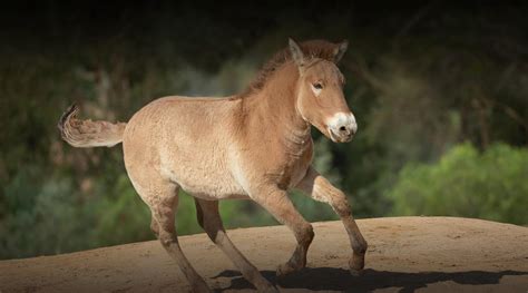 Przewalski's Horse | San Diego Zoo Safari Park