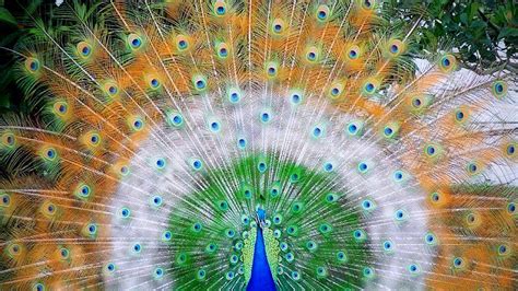 Free photo: Beautiful Peacock - Animal, Bird, Color - Free Download - Jooinn