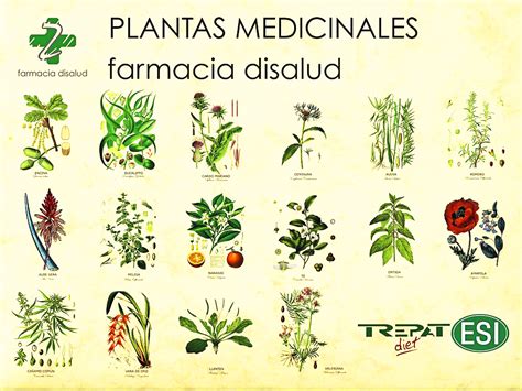 Tipos de plantas medicinales – Plantas Medicinales