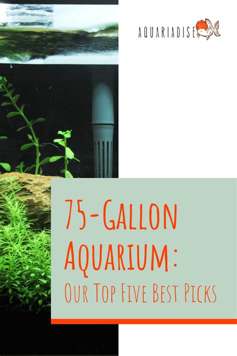 75-Gallon Aquarium: Our Top Five Best Picks