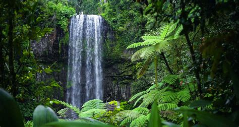 Rainforest Tours | Pacific Hotel Cairns