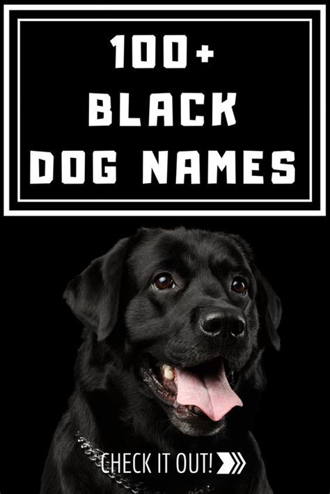 100 Best Black Dog Names | Black dog names, Dog names, Black dog