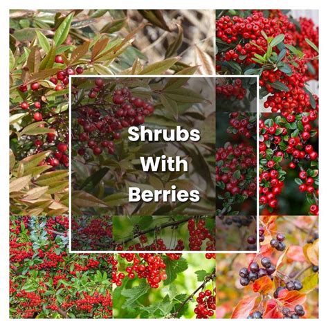 How to Grow Shrubs With Berries - Plant Care & Tips | NorwichGardener