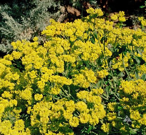 Sulphur Flower (Eriogonum umbellatum) | Applewood Seed Company