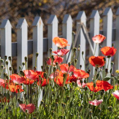 When to plant poppy seeds: an expert guide | Ideal Home