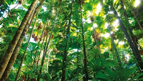 La selva tropical desciende un 62% en veinte años | HAZTE ECO