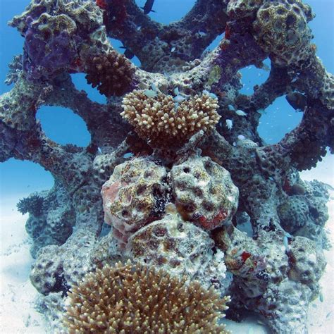 Artificial Reef Units for Fish Habitat | REEF DESIGN LAB