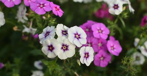 Phlox Flowers · Free Stock Photo