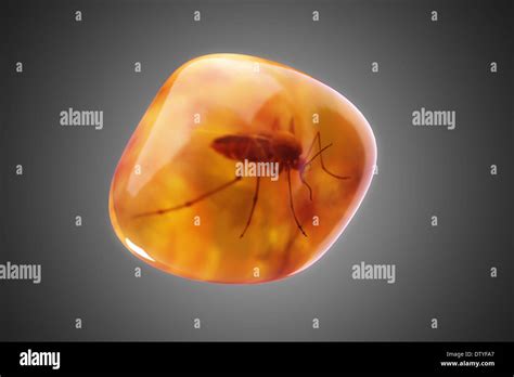 Mosquito in Amber Stock Photo - Alamy